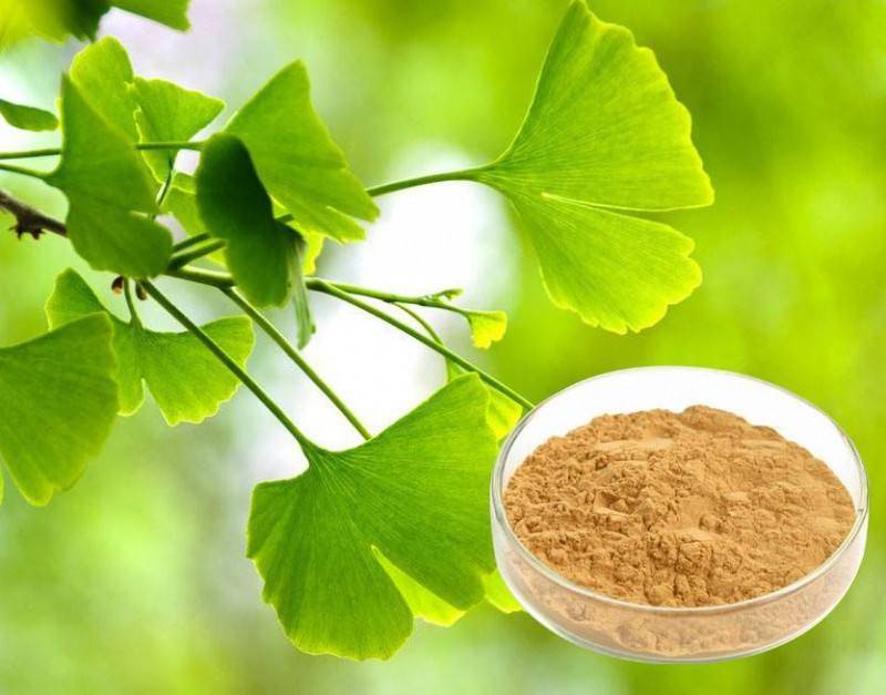 ginkgo biloba extract powder