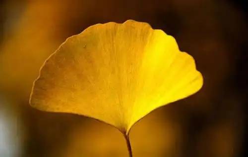 ginkgo biloba