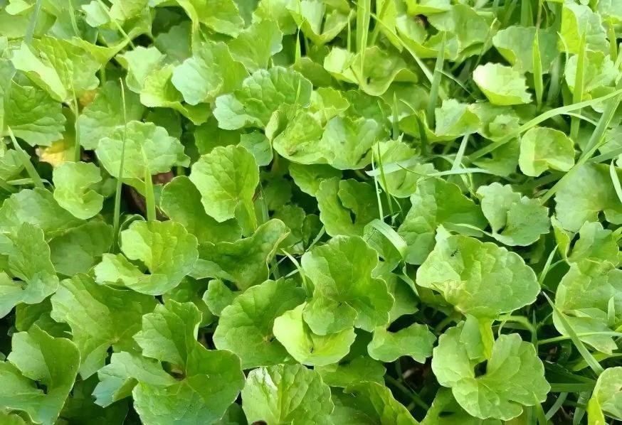 Centella Asiatica