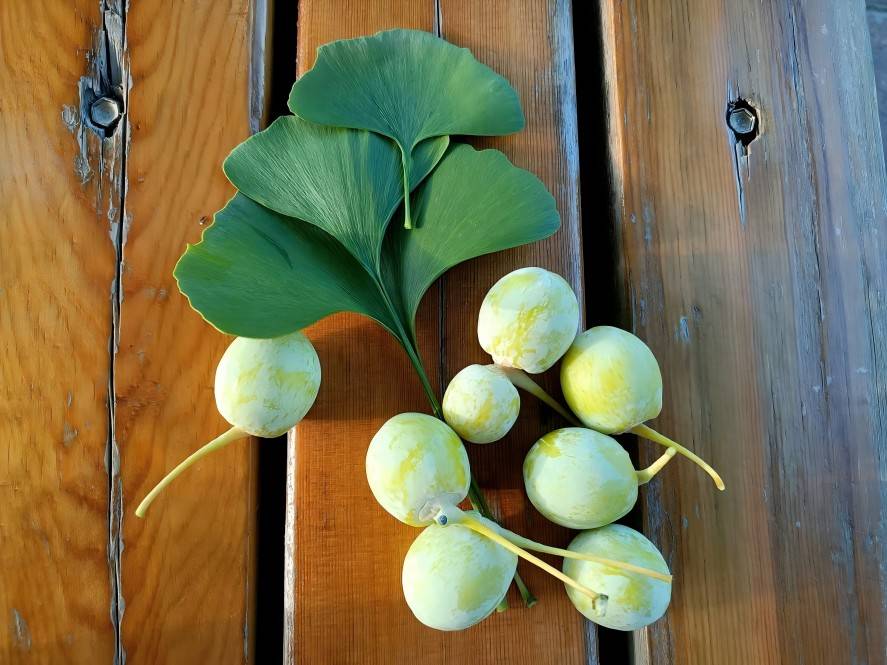 Ginkgo Biloba