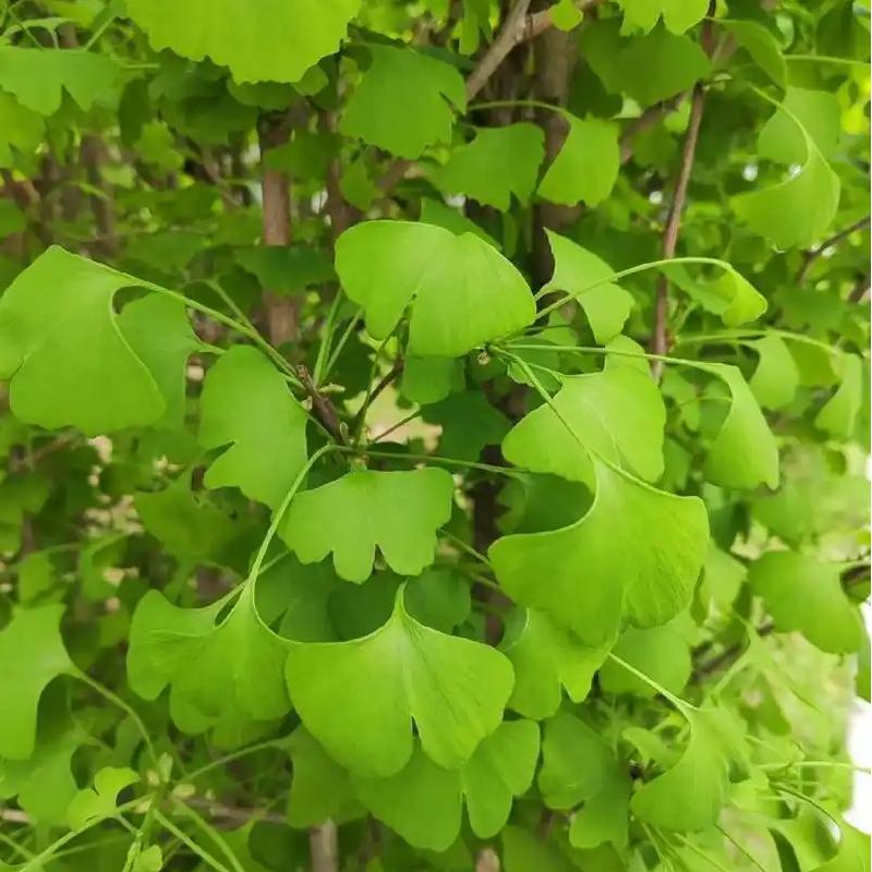 Ginkgo Biloba Leaf