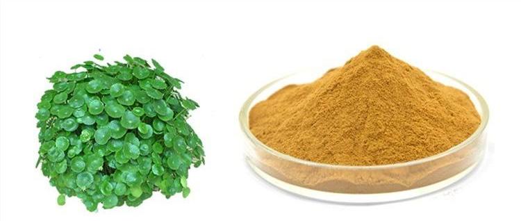 Centella Asiatica extract powder