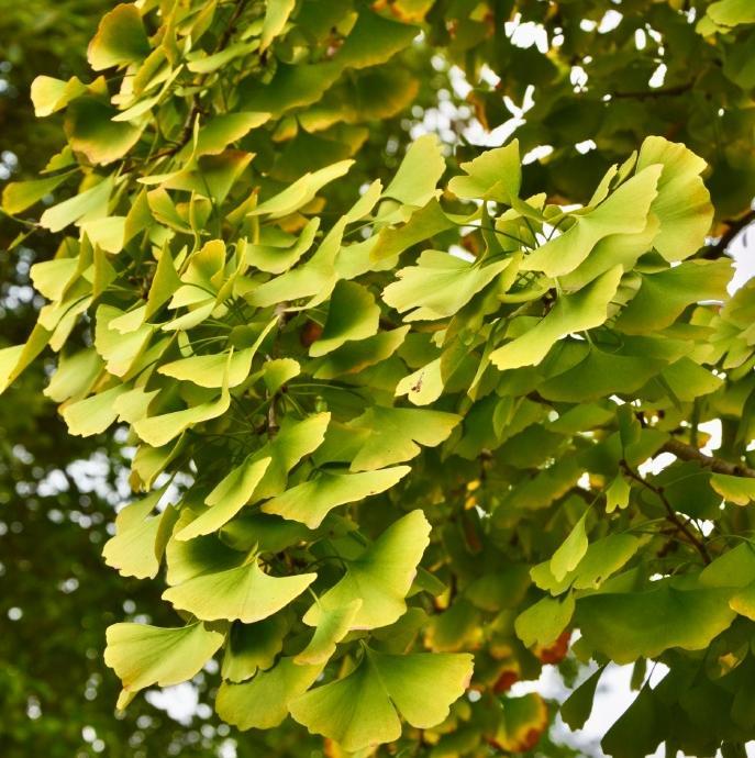 Ginkgo Biloba Leaf