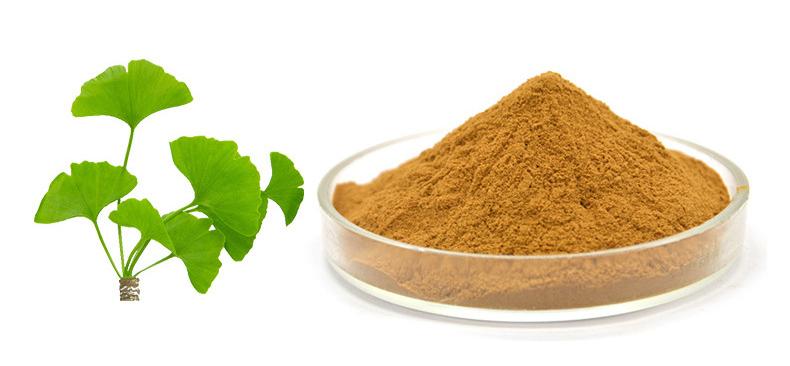 Ginkgo Biloba extract powder