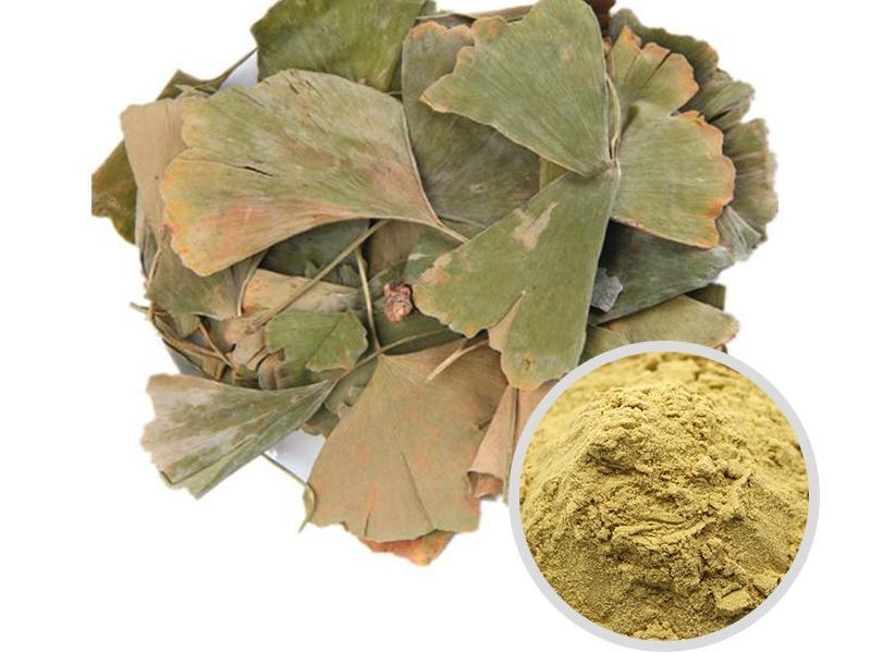Ginkgo Biloba extract powder