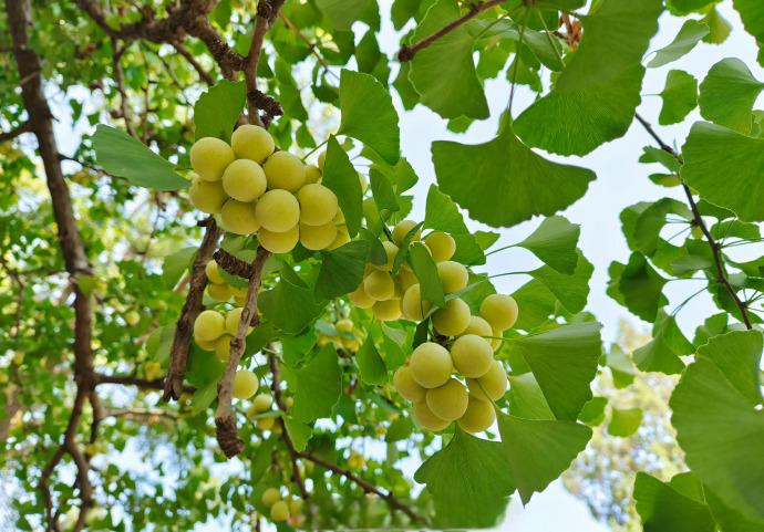 Ginkgo Biloba