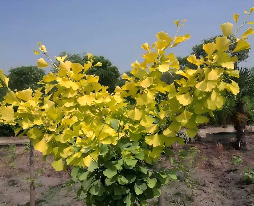 Ginkgo Biloba