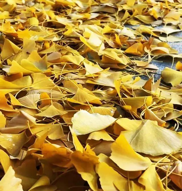 Ginkgo Biloba Leaf
