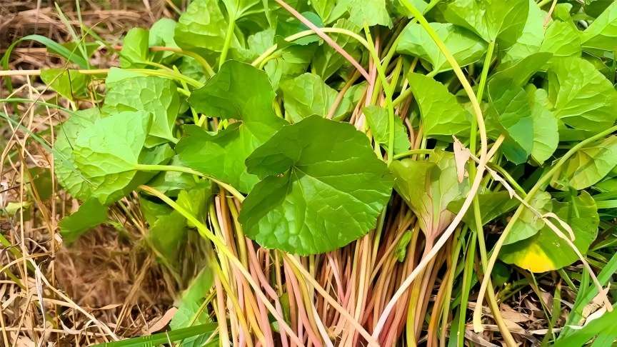 Centella Asiatica