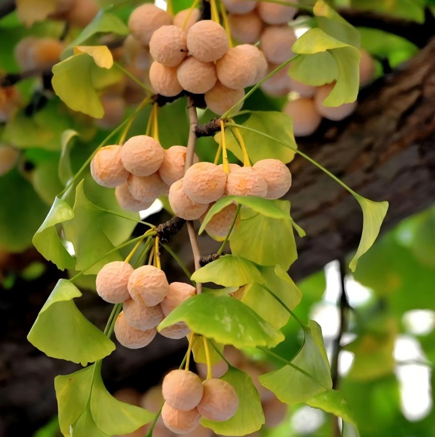 Ginkgo Biloba
