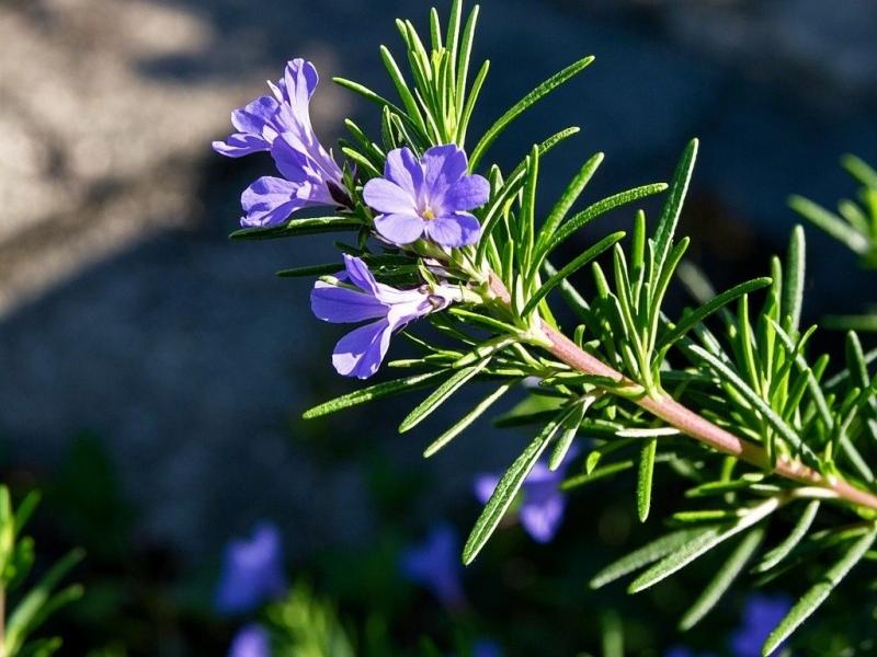 Rosemary