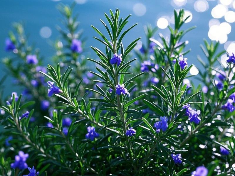 Rosemary