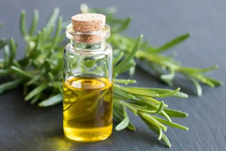 Rosemary essential oil