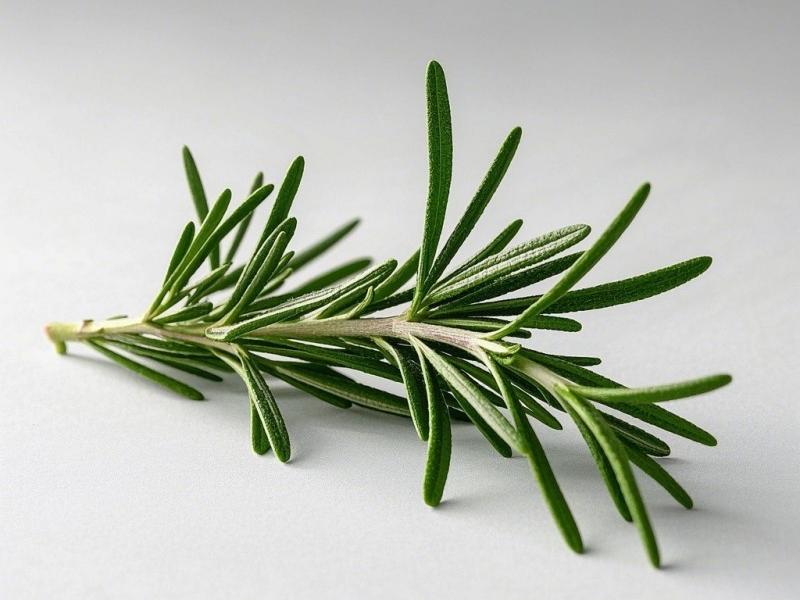Rosemary