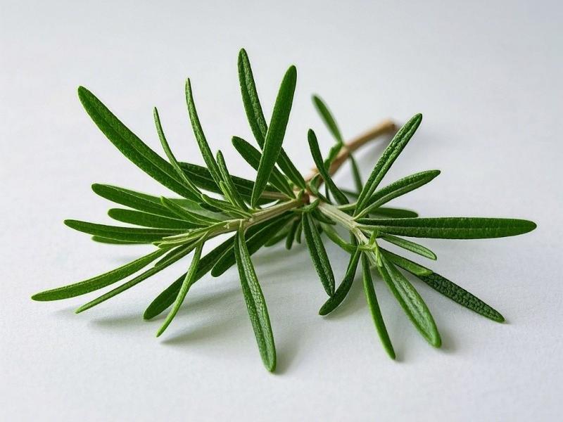 Rosemary