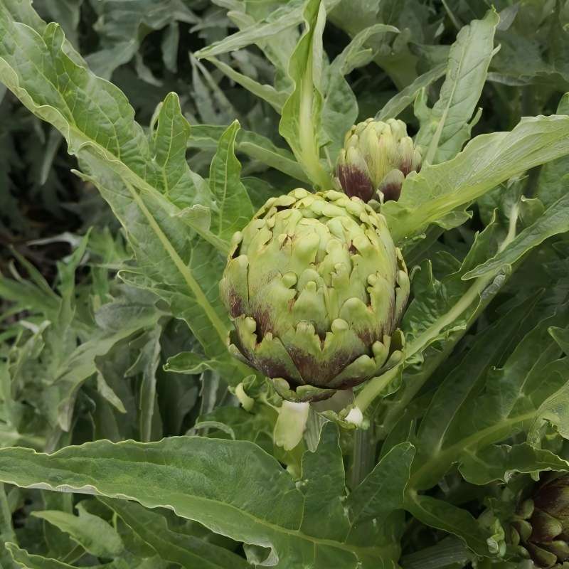Artichoke