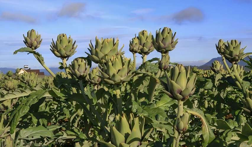 Artichoke