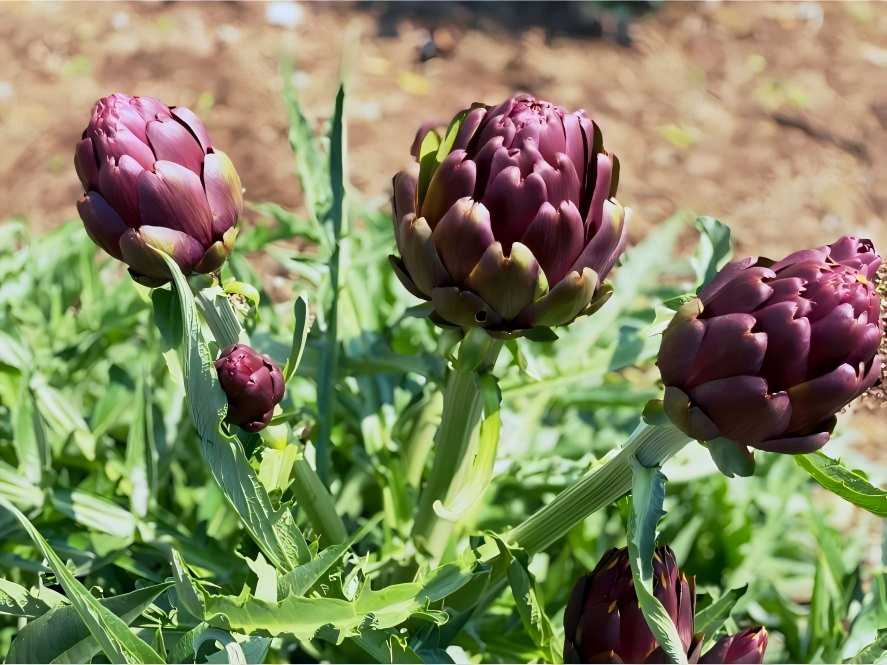 Artichoke