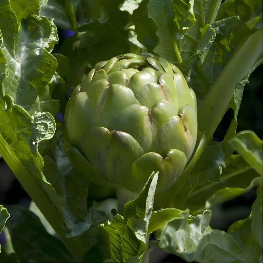 Artichoke