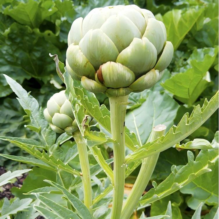 Artichoke