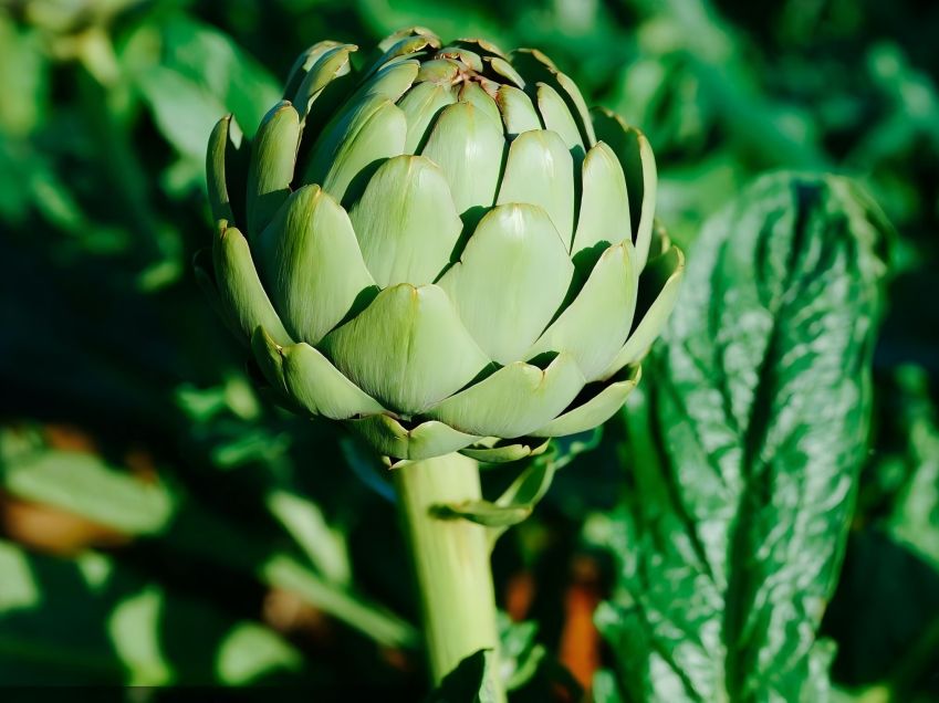 Artichoke