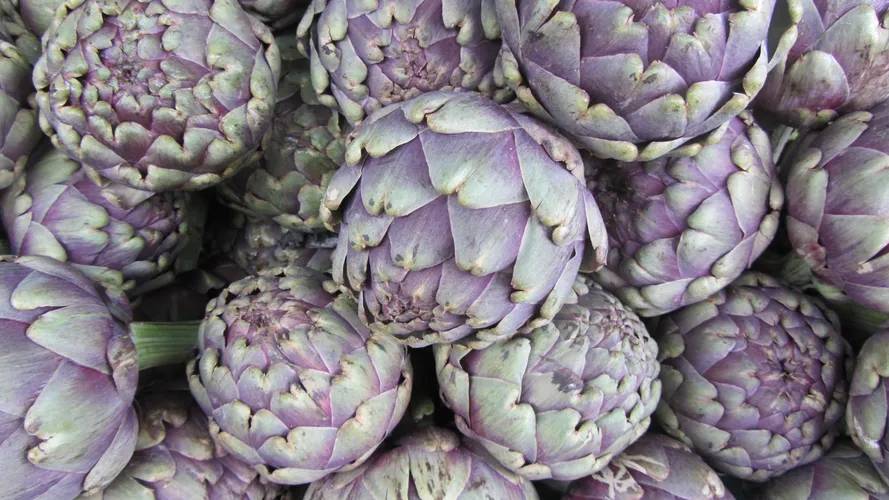 Artichoke