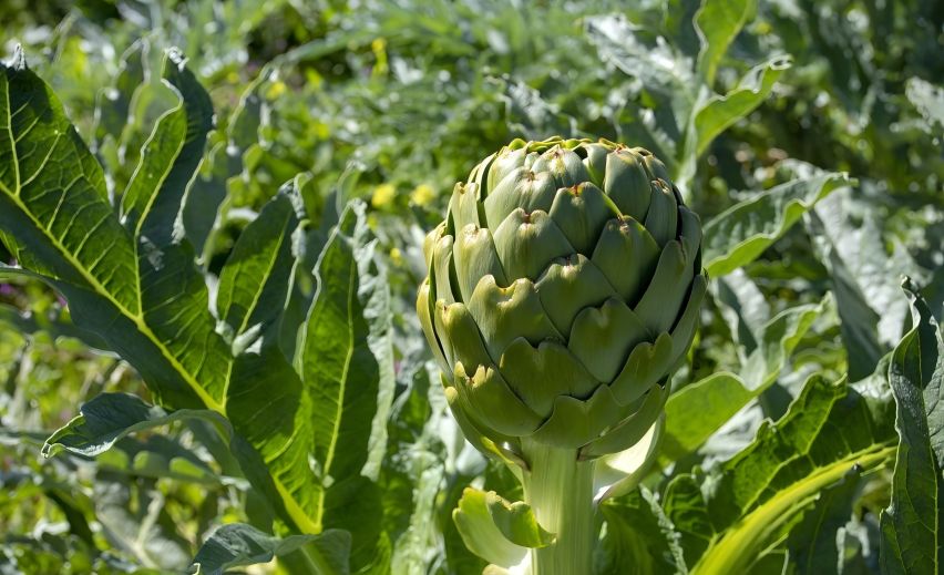 Artichoke