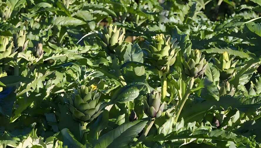Artichoke