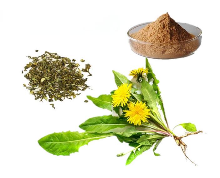 Dandelion extract powder