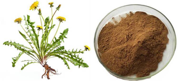 Dandelion extract powder