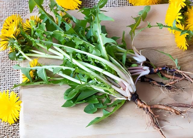 Dandelion root