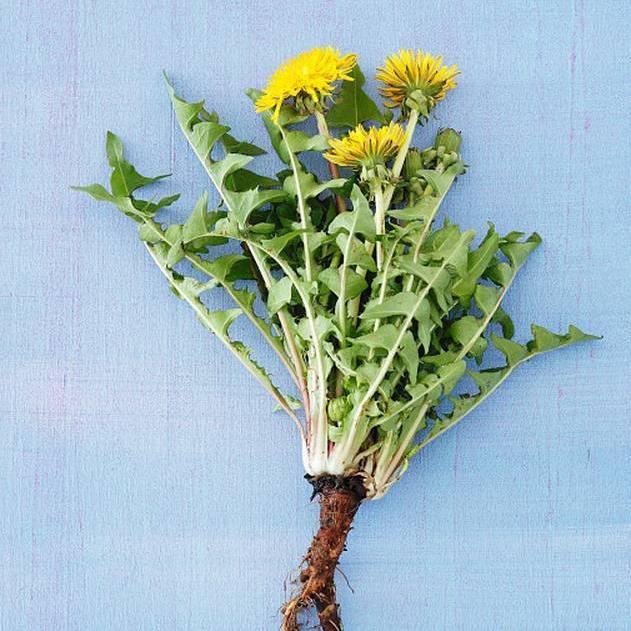 Dandelion