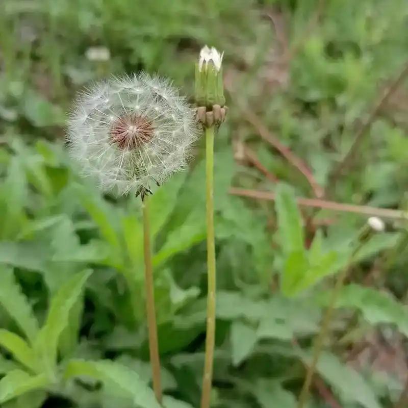 Dandelion