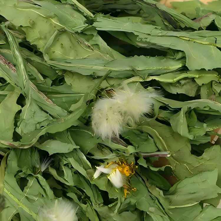Dandelion