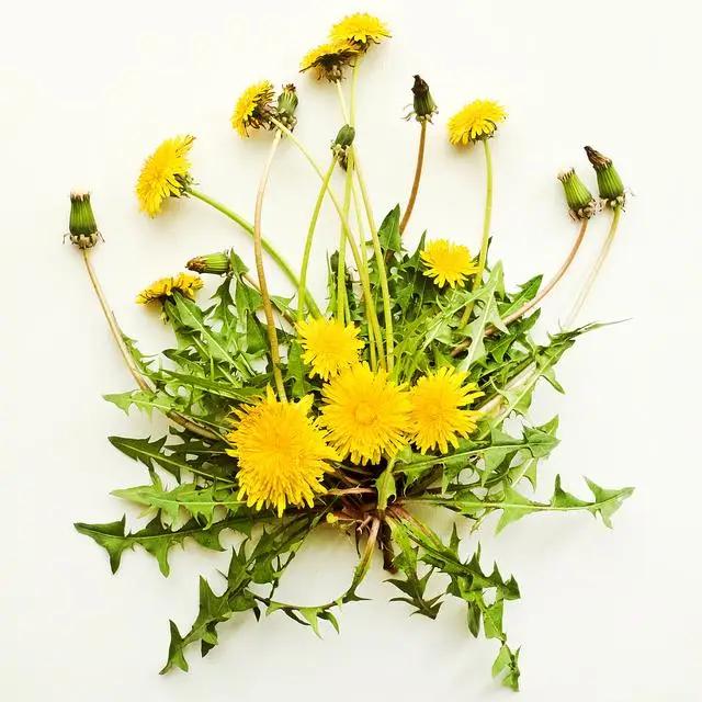Dandelion