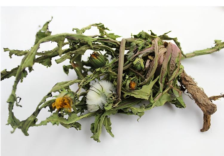 Dandelion 