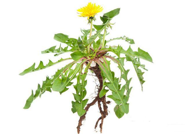 Dandelion