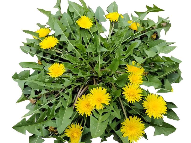  dandelion