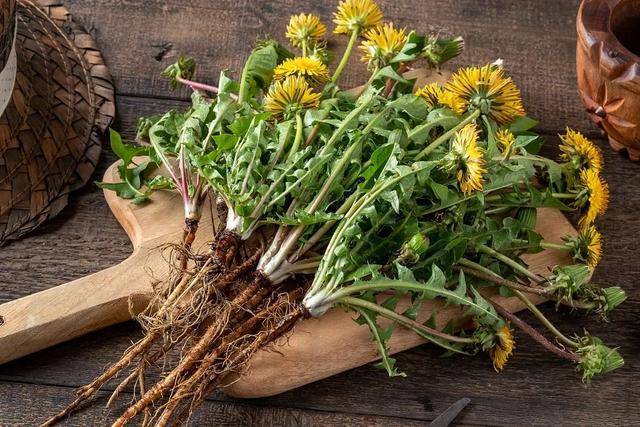 Dandelion (Taraxacum mongolicum Hand. Mazz.)