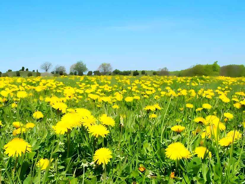 Dandelion