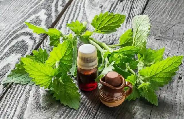  Lemon Balm Essential Oil