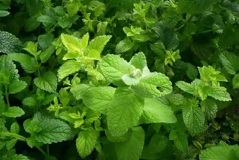 Lemon Balm Leaf