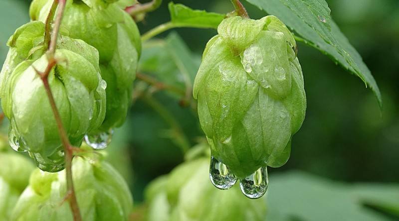 Hops Flower 