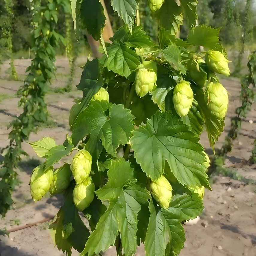 Hops Flower 