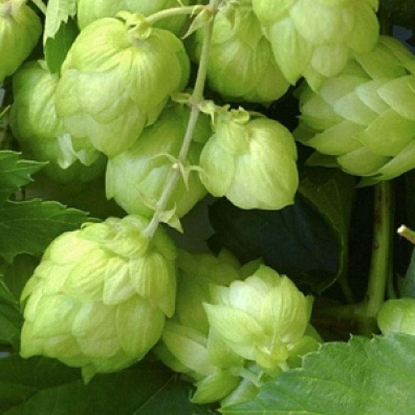 Hops Flower 
