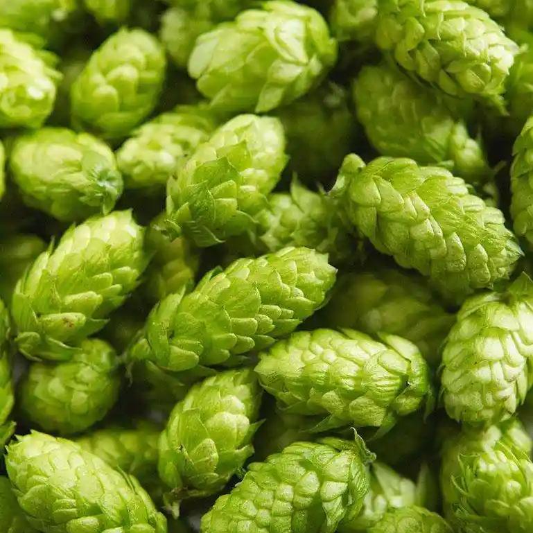 Hops Flower 