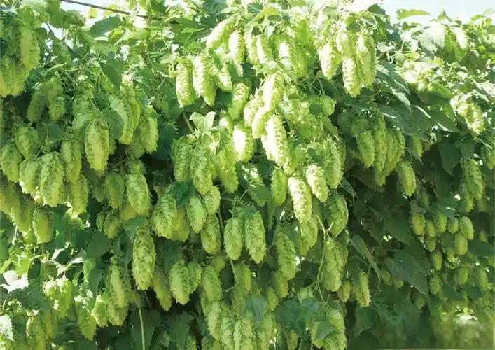 Hops Flower