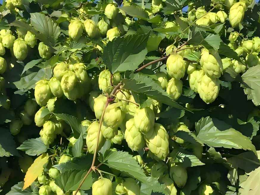 Hops Flower