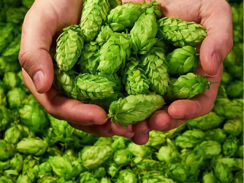 Hops Flower