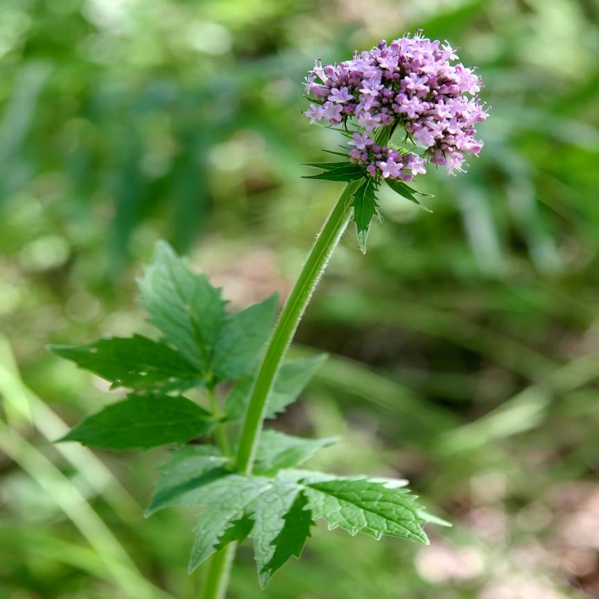 Valerian Root 